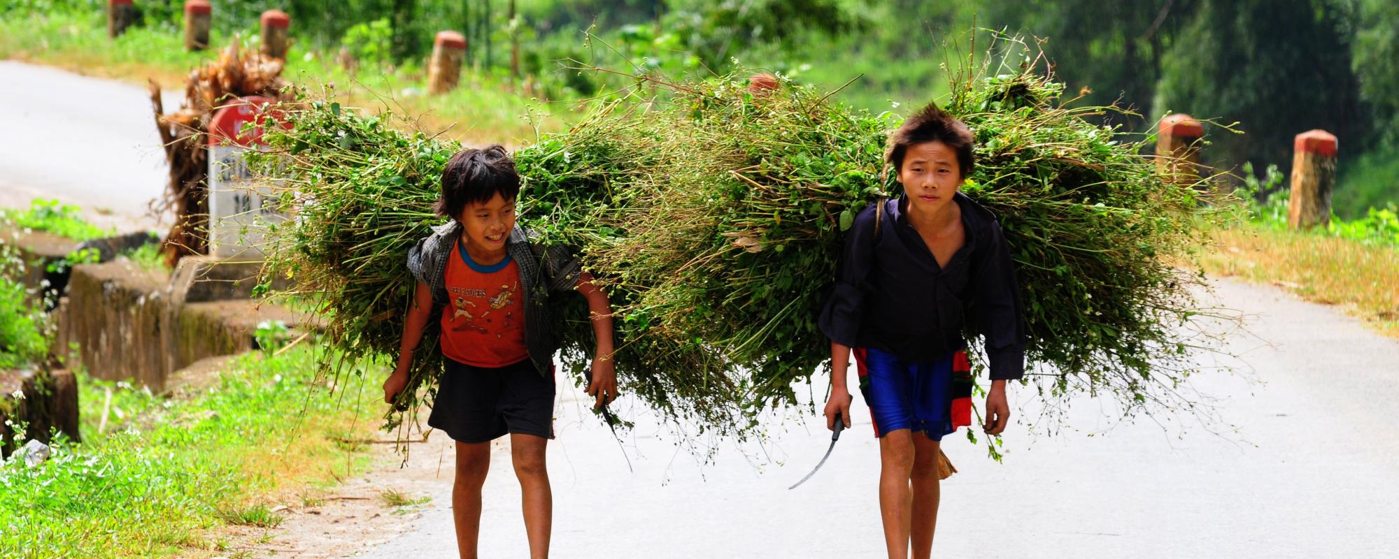Boys carrying bales of grass