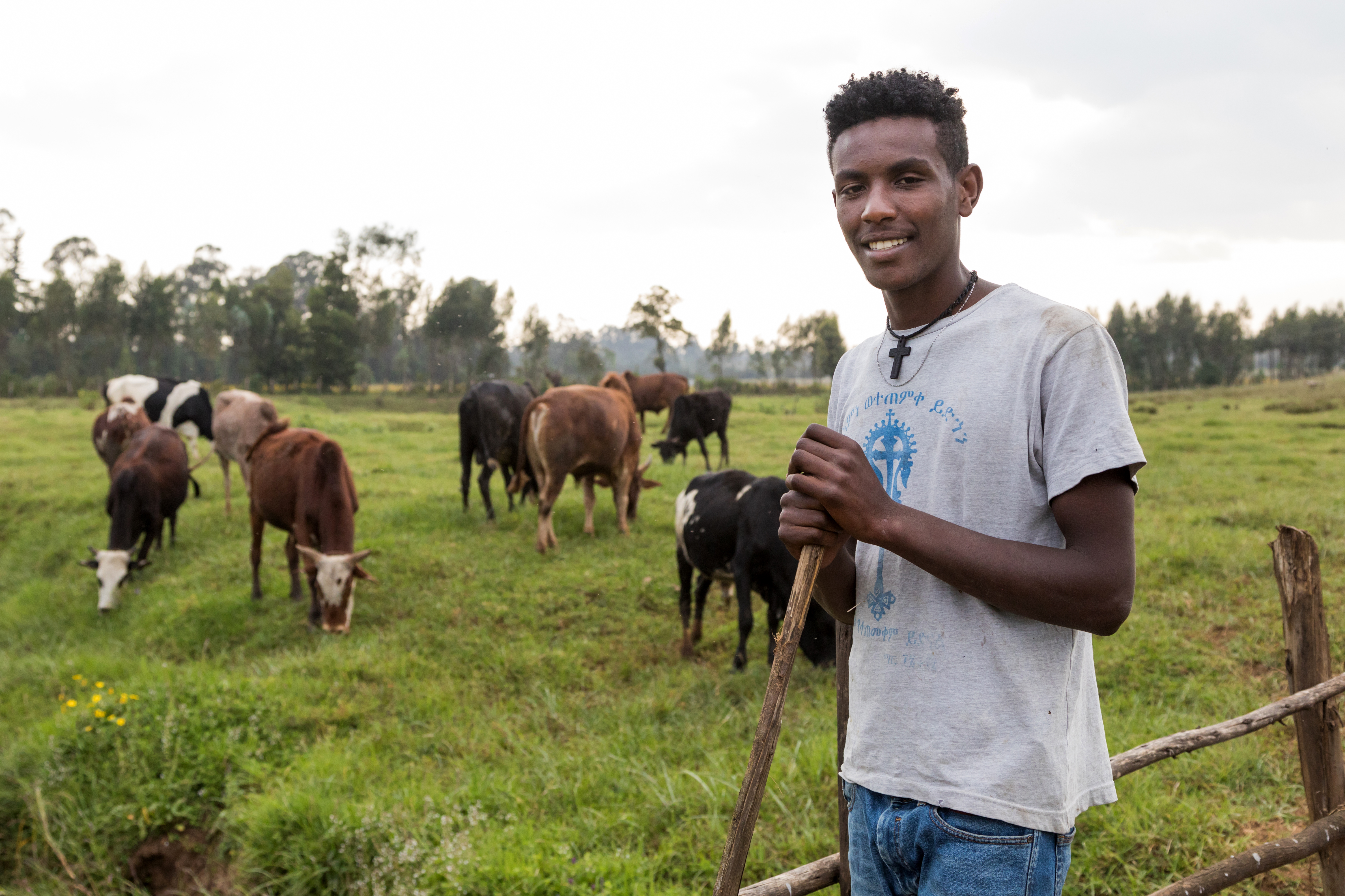 Young Farmer looking after cows 