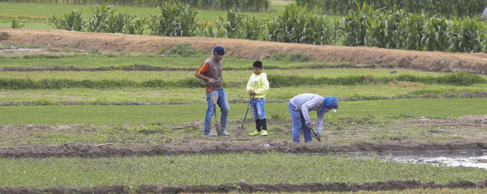 boys working in the fields 