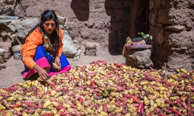 women sorting potatoes 