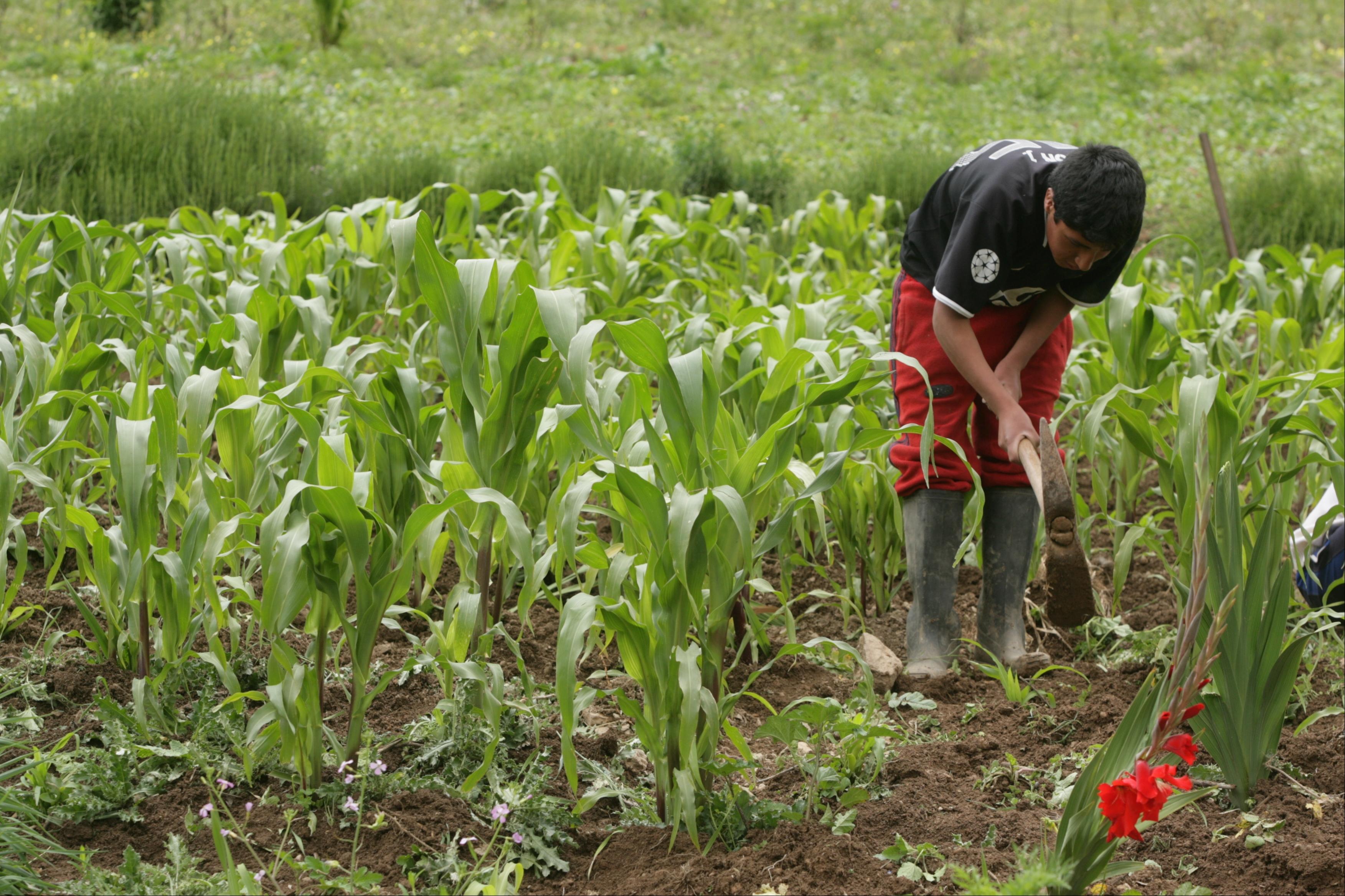 boy digging in a field