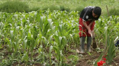 boy digging in a field